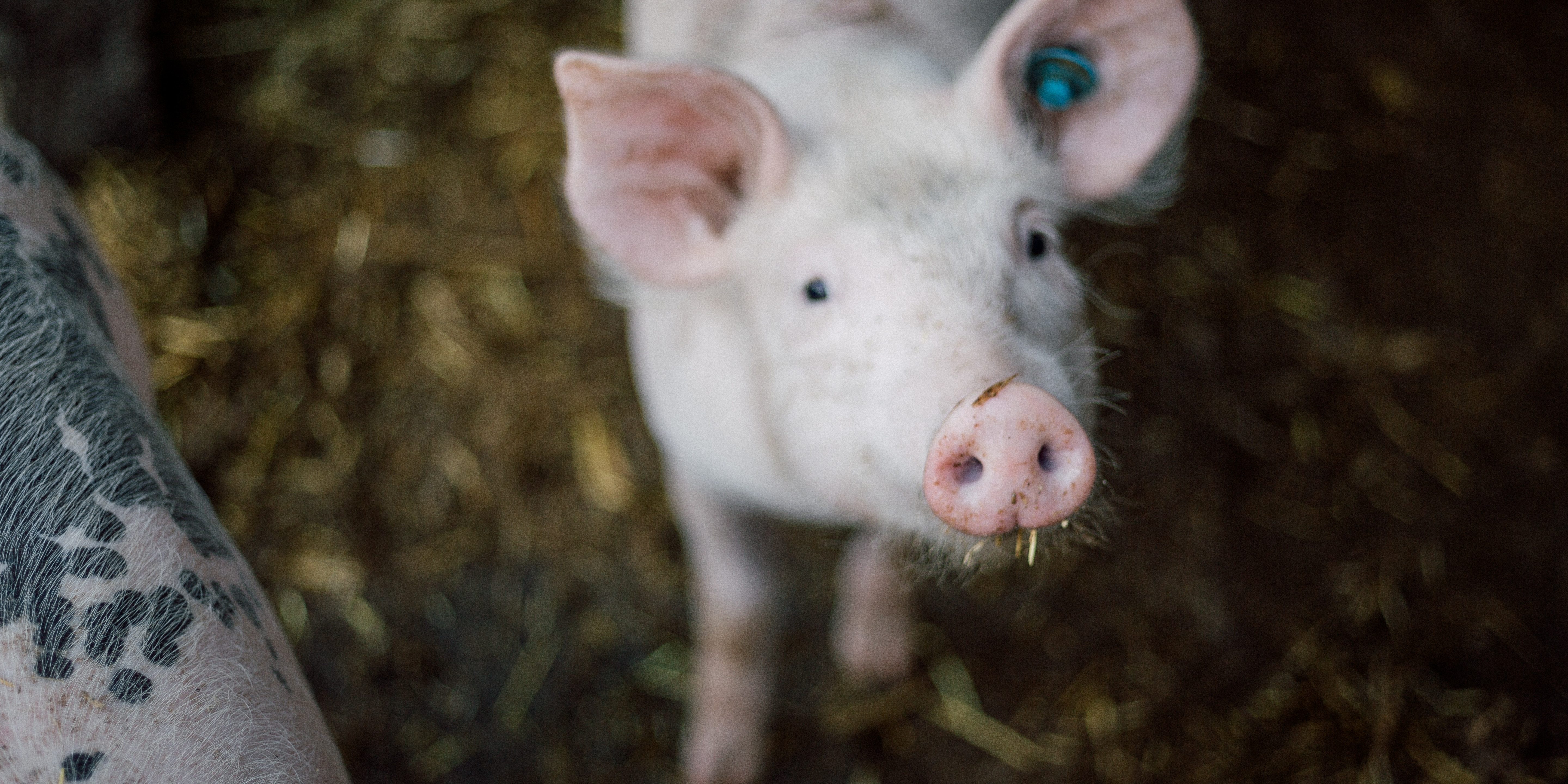 adrian-infernus-784984-unsplash